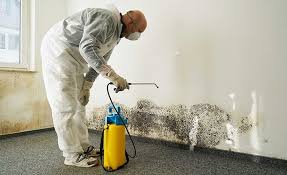 Best Emergency Mold Remediation  in Zolfo Springs, FL